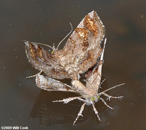 Pangrapta decoralis - Decorated Owlet