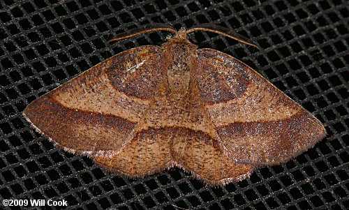 Metarranthis obfirmaria - Yellow-washed Metarranthis