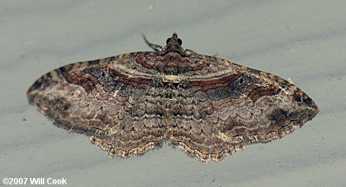 Costaconvexa centrostrigaria - Bent-line Carpet