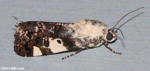 Tarache aprica - Exposed Bird-dropping Moth