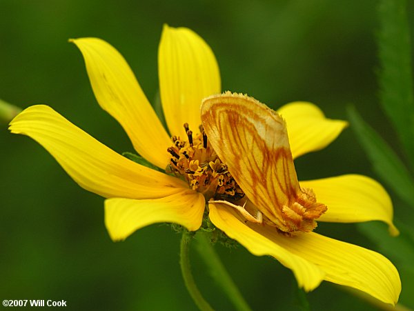 Cirrhophanus triangulifer - Goldenrod Stowaway