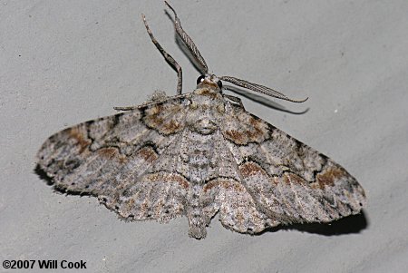 Iridopsis larvaria - Bent-line Gray