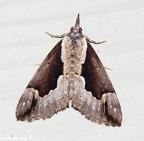 Hypena baltimoralis - Baltimore Bomolocha