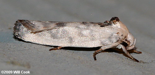 Antaeotricha leucillana - Pale Gray Bird-dropping Moth