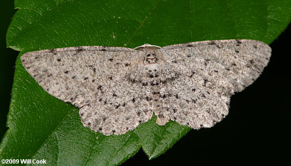 Glena cribrataria - Dotted Gray