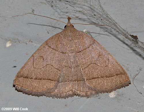 Zanclognatha cruralis - Early Fan-Foot