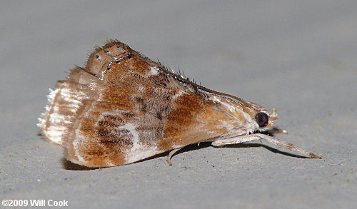 Dicymolomia julianalis - Julia's Dicymolomia Moth