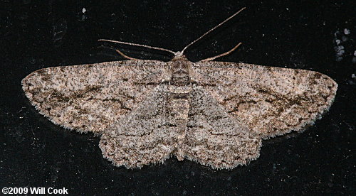 Anavitrinella pampinaria - Common Gray