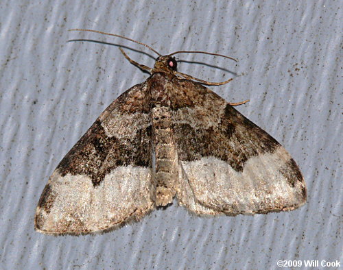 Xanthorhoe lacustrata - Toothed Brown Carpet