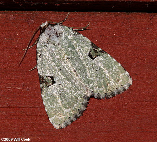 Leuconycta diphteroides - Green Leuconycta