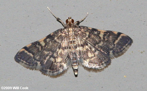 Anageshna primordialis - Yellow-spotted Webworm Moth