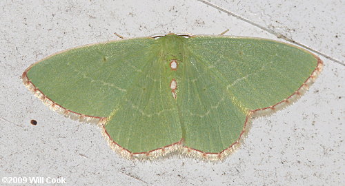 Nemoria lixaria - Red-bordered Emerald