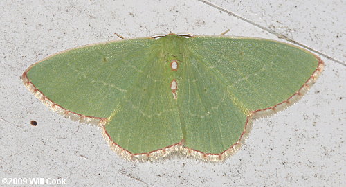 Nemoria lixaria - Red-bordered Emerald