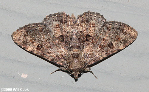 Metalectra discalis - Common Fungus Moth