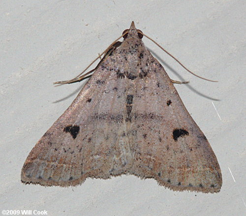 Bleptina caradrinalis - Bent-winged Owlet