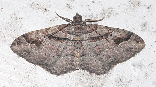 Costaconvexa centrostrigaria - Bent-line Carpet