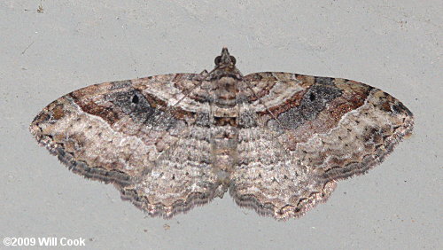 Costaconvexa centrostrigaria - Bent-line Carpet