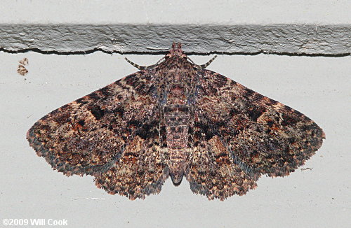 Metalectra discalis - Common Fungus Moth