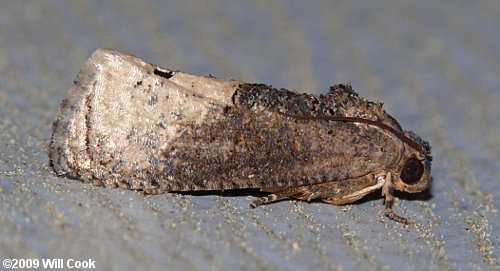 Ecdytolopha insiticiana - Locust Twig Borer Moth