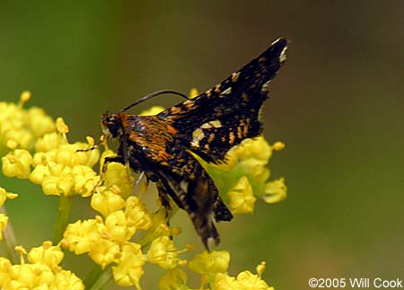 Thyris maculata - Spotted Thyris