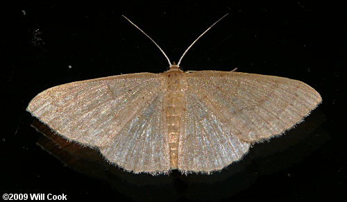 Pleuroprucha insulsaria - Common Tan Wave