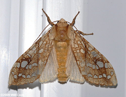 Lophocampa caryae - Hickory Tussock Moth