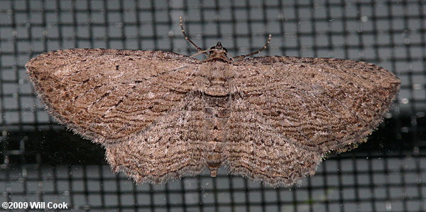 Horisme intestinata - Brown Bark Carpet