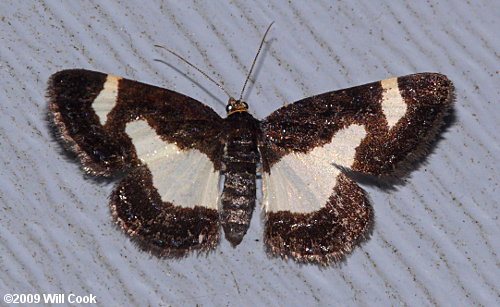 Heliomata cycladata - Common Spring Moth