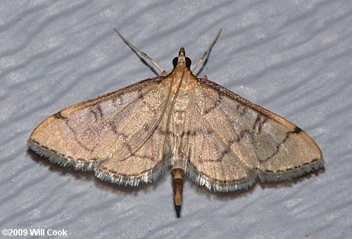 Herpetogramma thestealis - Zigzag Herpetogramma