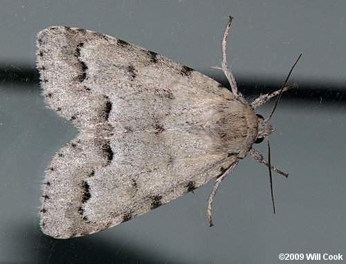 Acronicta innotata - Unmarked Dagger