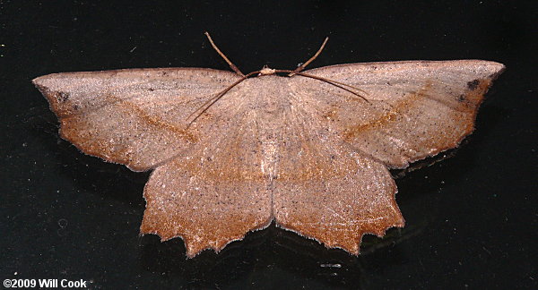 Euchlaena tigrinaria - Mottled Euchlaena