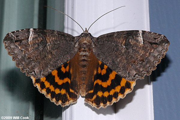 Euparthenos nubilis - Locust Underwing