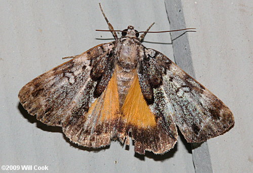 Allotria elonympha - False Underwing