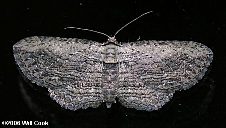 Horisme intestinata - Brown Bark Carpet