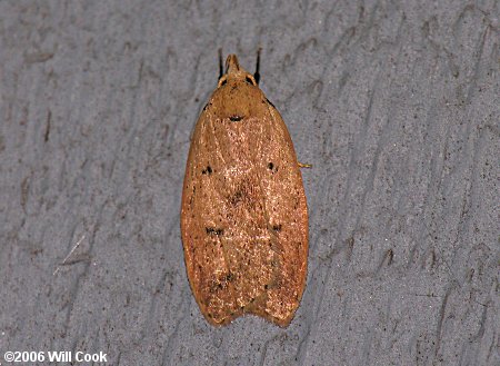 Machimia tentoriferella - Gold-striped Leaftier