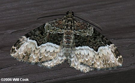 Euphyia intermediata - Sharp-angled Carpet