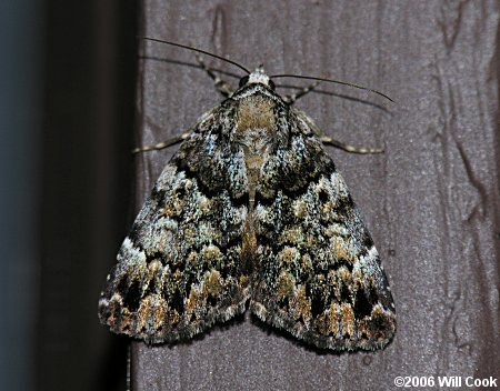 Idia americalis - American Idia