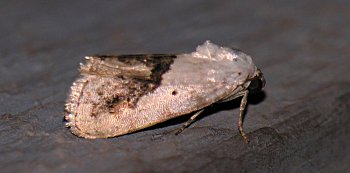 Ponometia erastrioides - Small Bird-dropping Moth