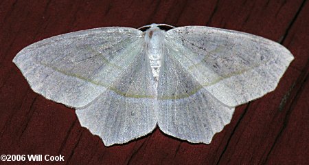 Campaea perlata - Pale Beauty