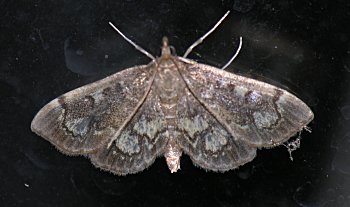 Anania coronata - Crowned Phlyctaenia