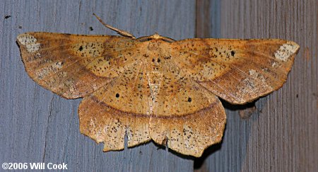 Euchlaena amoenaria – Deep Yellow Euchlaena