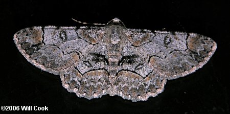 Iridopsis larvaria - Bent-line Gray