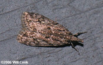 Scoparia basalis - Many-spotted Scoparia