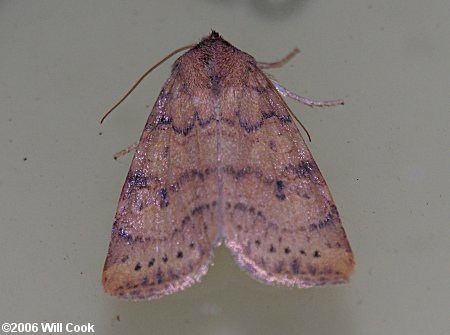 Anathix ralla - Dotted Sallow