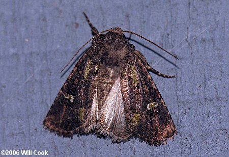 Lacinipolia renigera - Bristly Cutworm