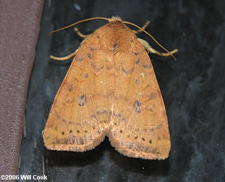 Anathix ralla - Dotted Sallow