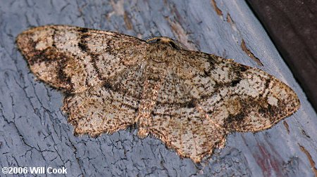 Hypagyrtis unipunctata - One-spotted Variant