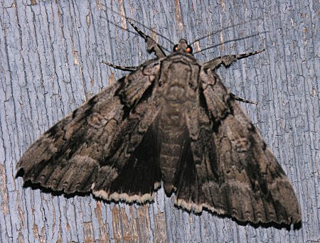 Catocala vidua - Widow Underwing