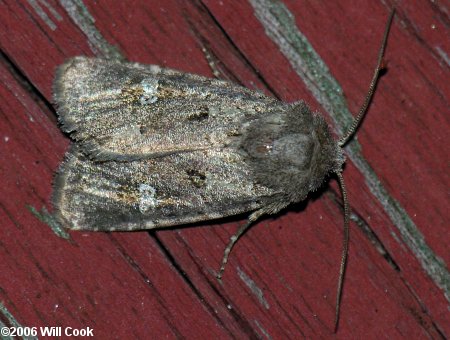 Lacinipolia renigera - Bristly Cutworm