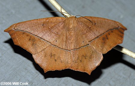 Prochoerodes lineola - Large Maple Spanworm